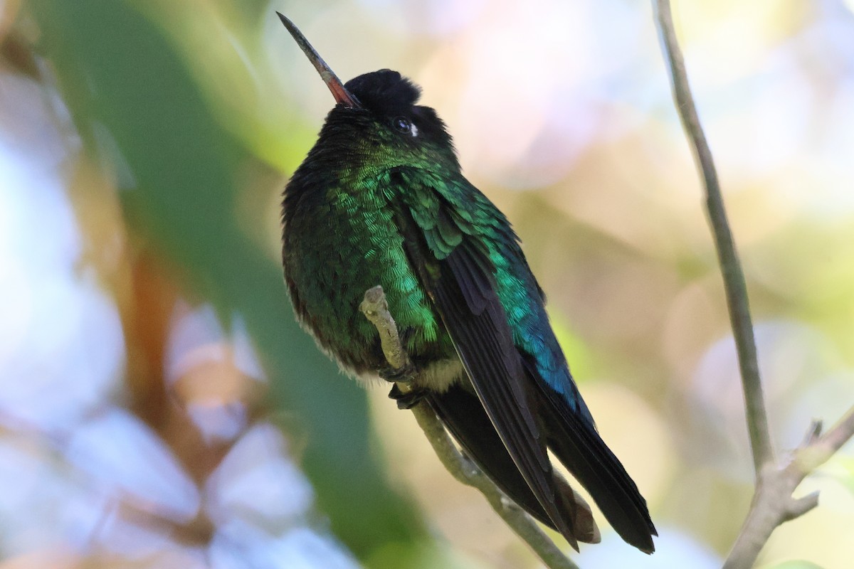 eBird Checklist - 22 Jan 2024 - Volcán Irazú Trail - 14 species