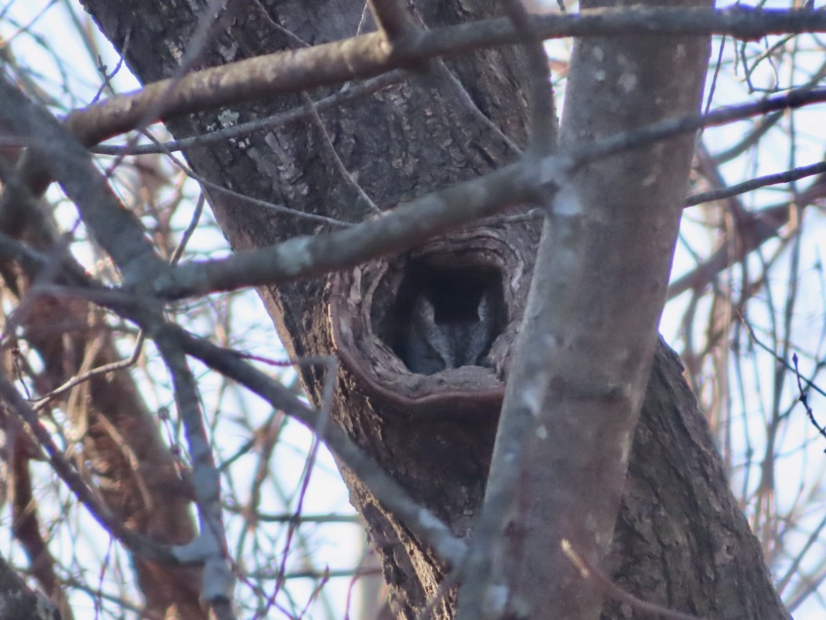 Eastern Screech-Owl - Sara Griesemer