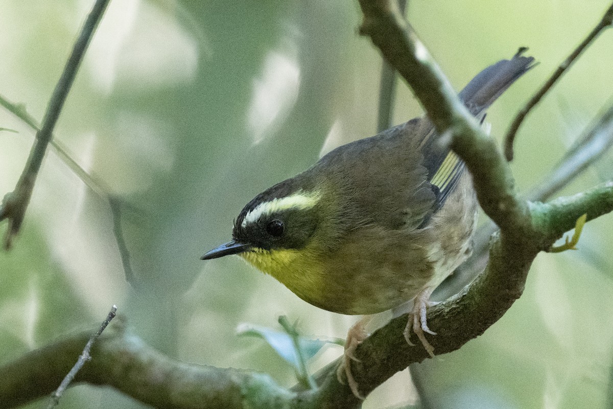 Yellow-throated Scrubwren - Ross Bartholomew