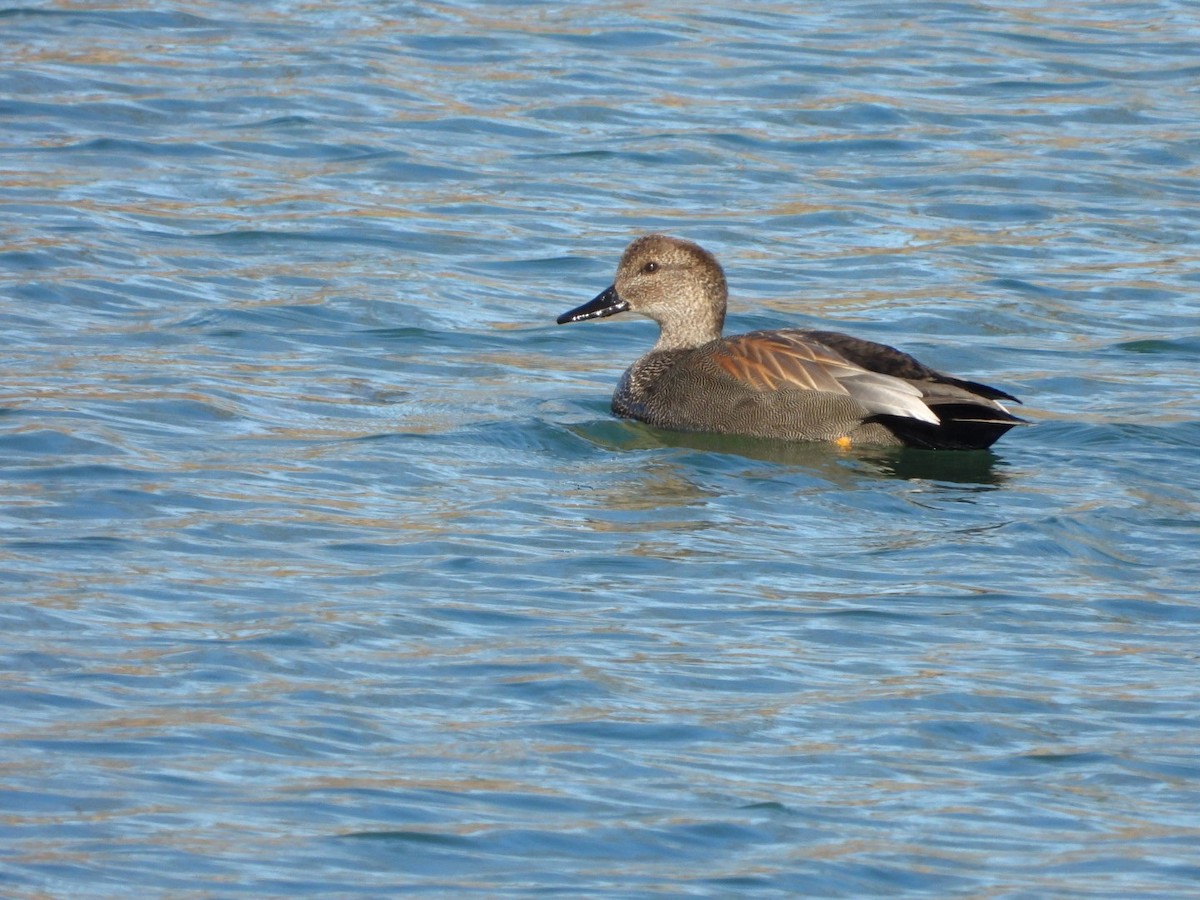 Gadwall - ML614494646