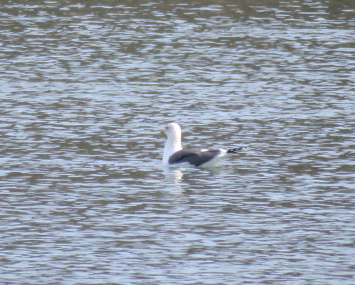 Lesser Black-backed Gull - ML614494662