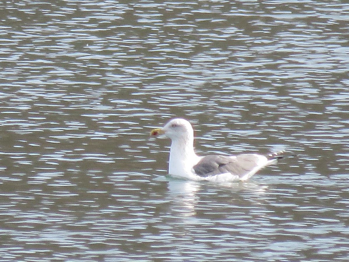 Lesser Black-backed Gull - ML614494680