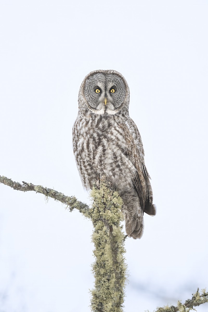 Great Gray Owl - ML614494696