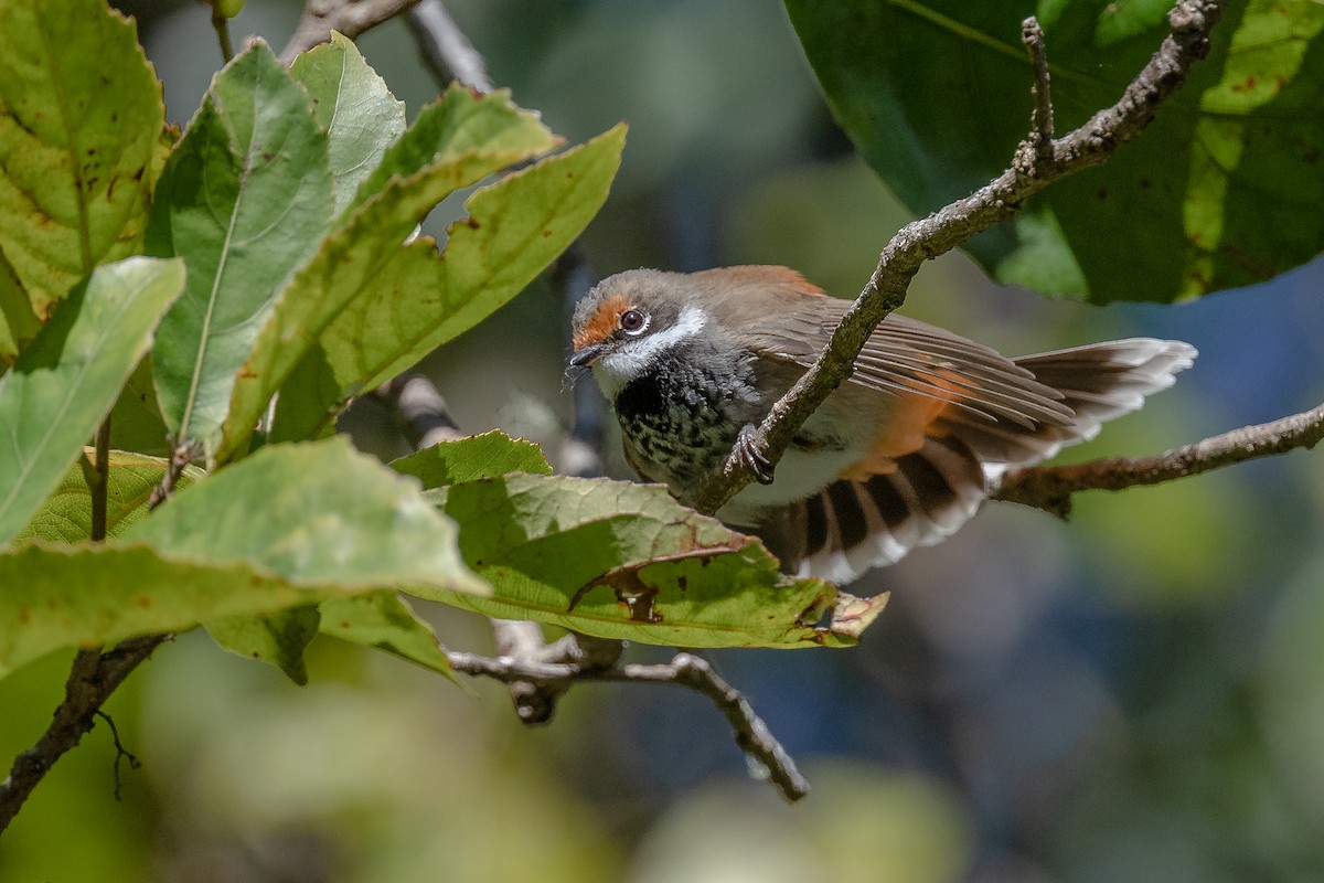 Australian Rufous Fantail - Ross Bartholomew