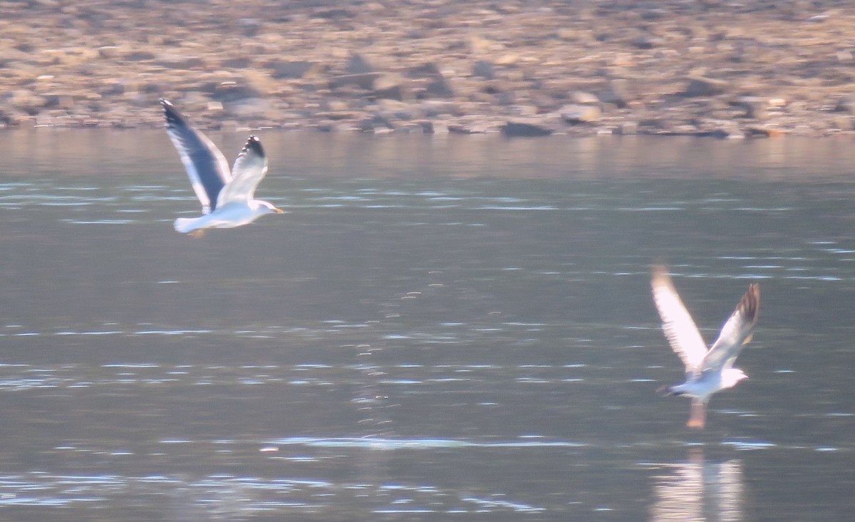 Lesser Black-backed Gull - ML614494725