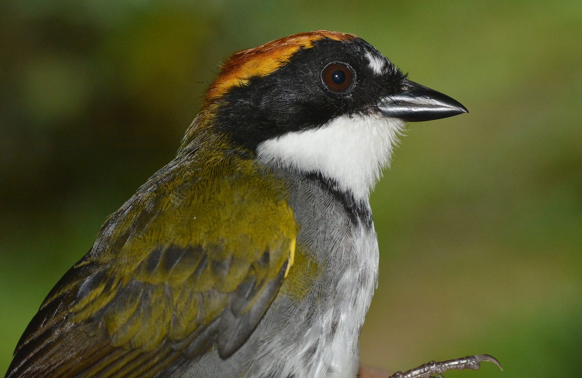 Cerquero Coronicastaño (grupo brunneinucha) - ML614494733