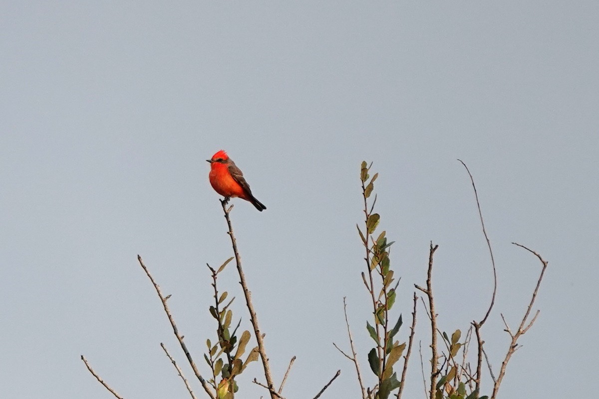 Vermilion Flycatcher - ML614494736