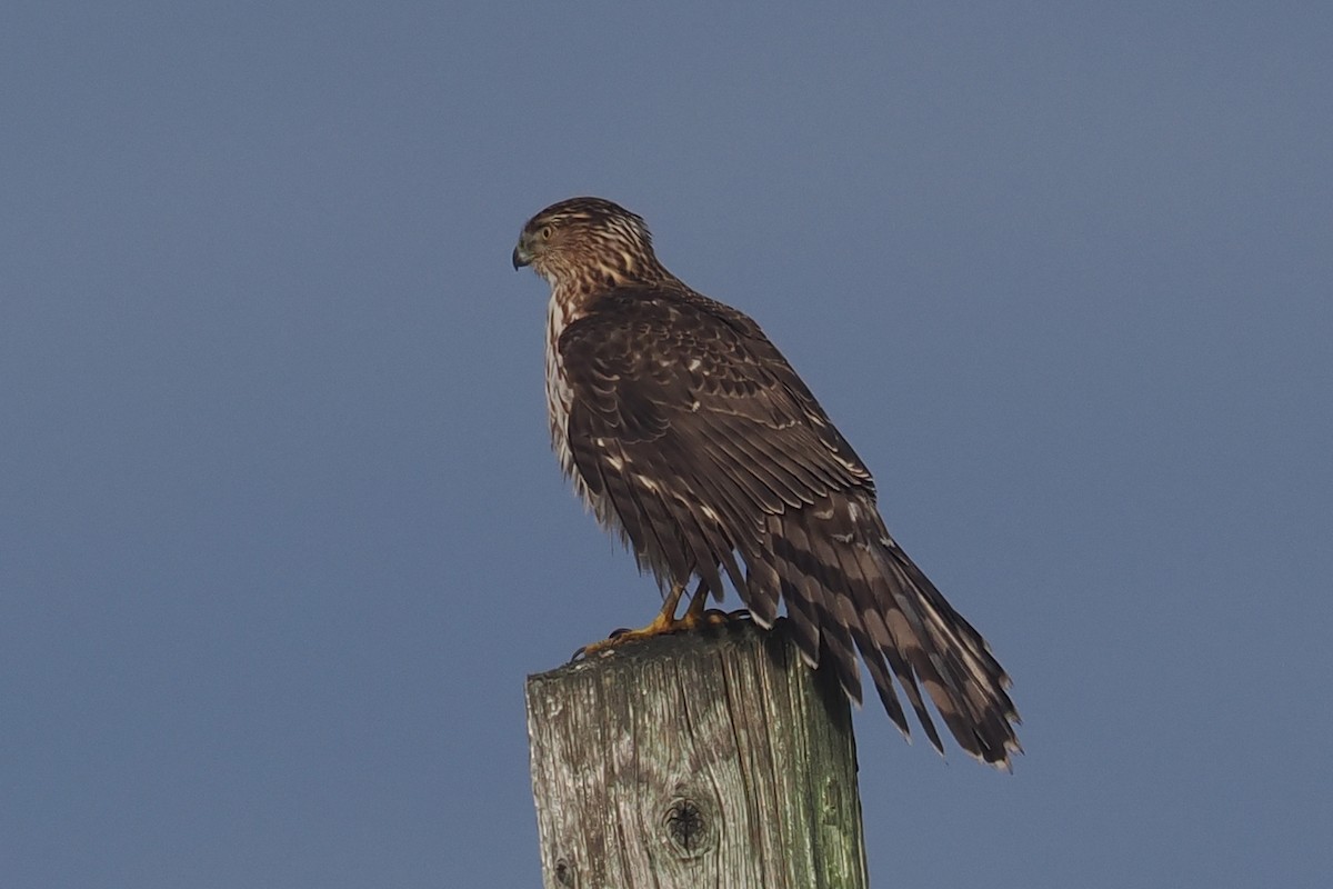 Cooper's Hawk - ML614494744