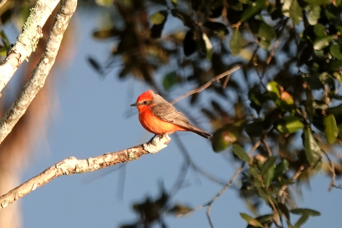 Vermilion Flycatcher - Vicki Rogerson