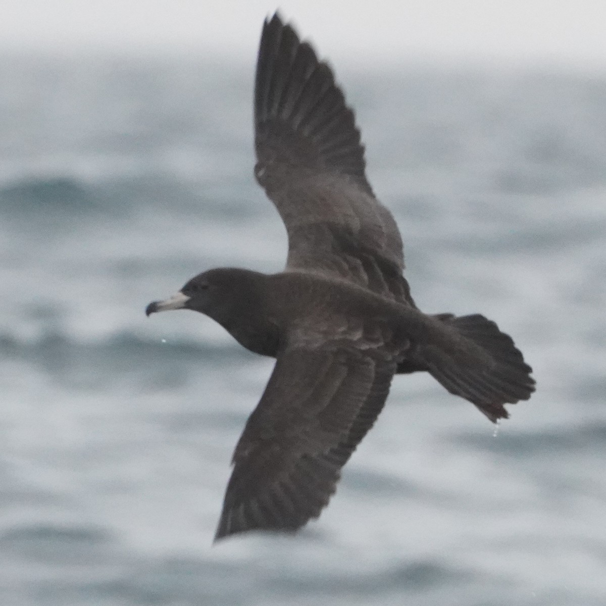 Flesh-footed Shearwater - Szymon  Bzoma