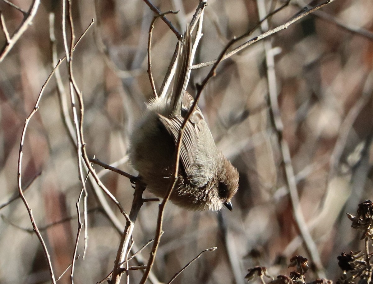 Bushtit - Sheila Norton