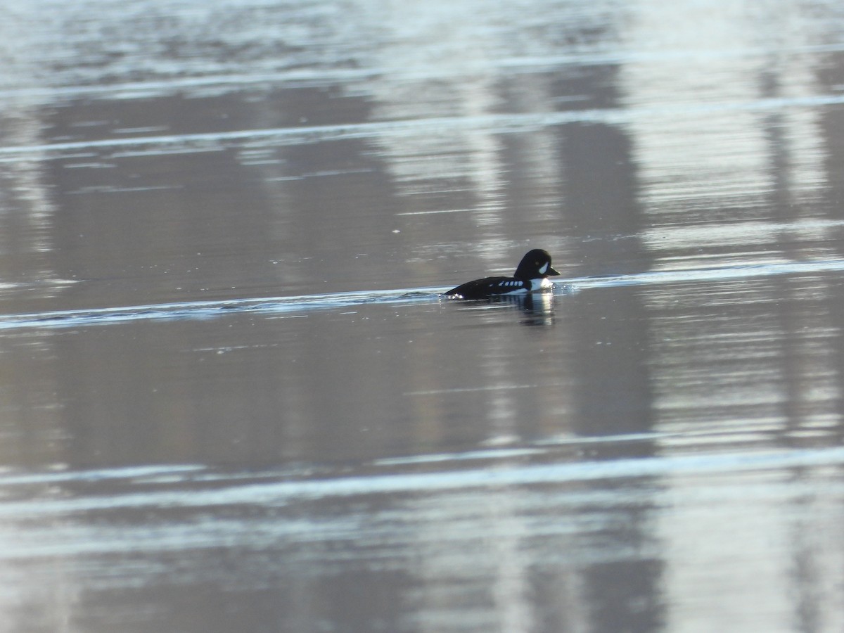 Barrow's Goldeneye - ML614494838