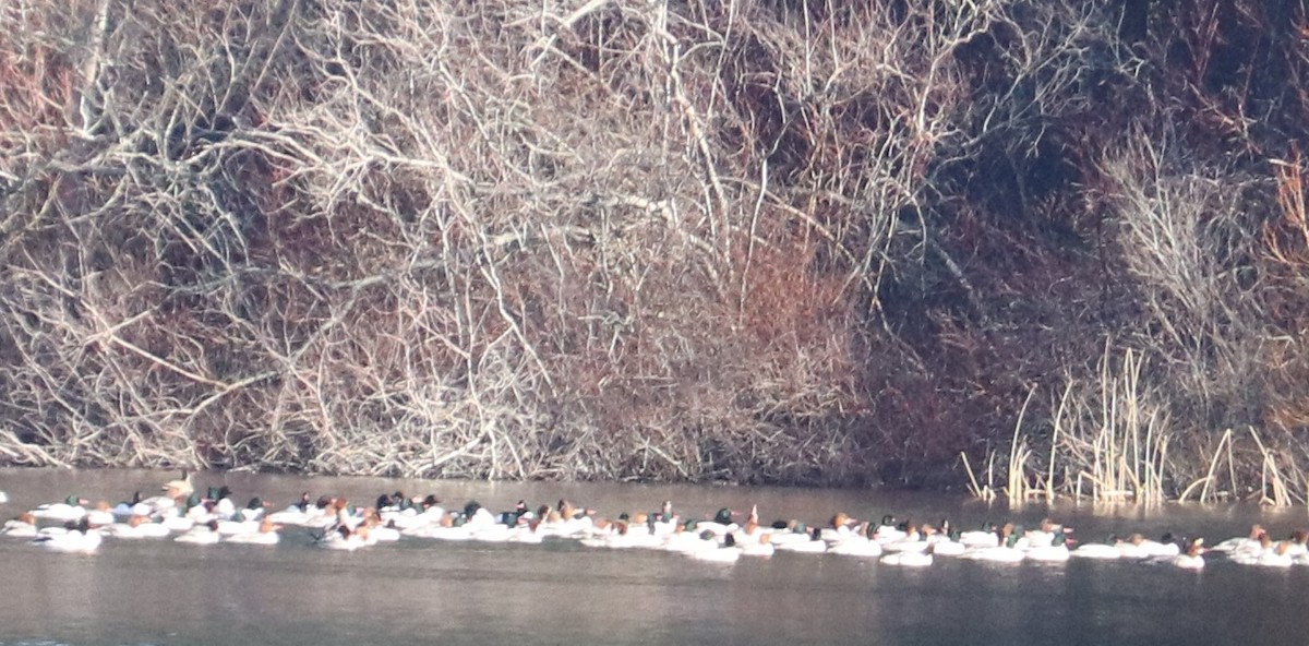 Common Merganser - Sheila Norton