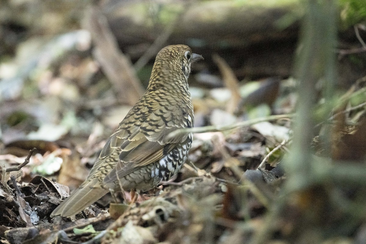 Bassian Thrush - ML614494890