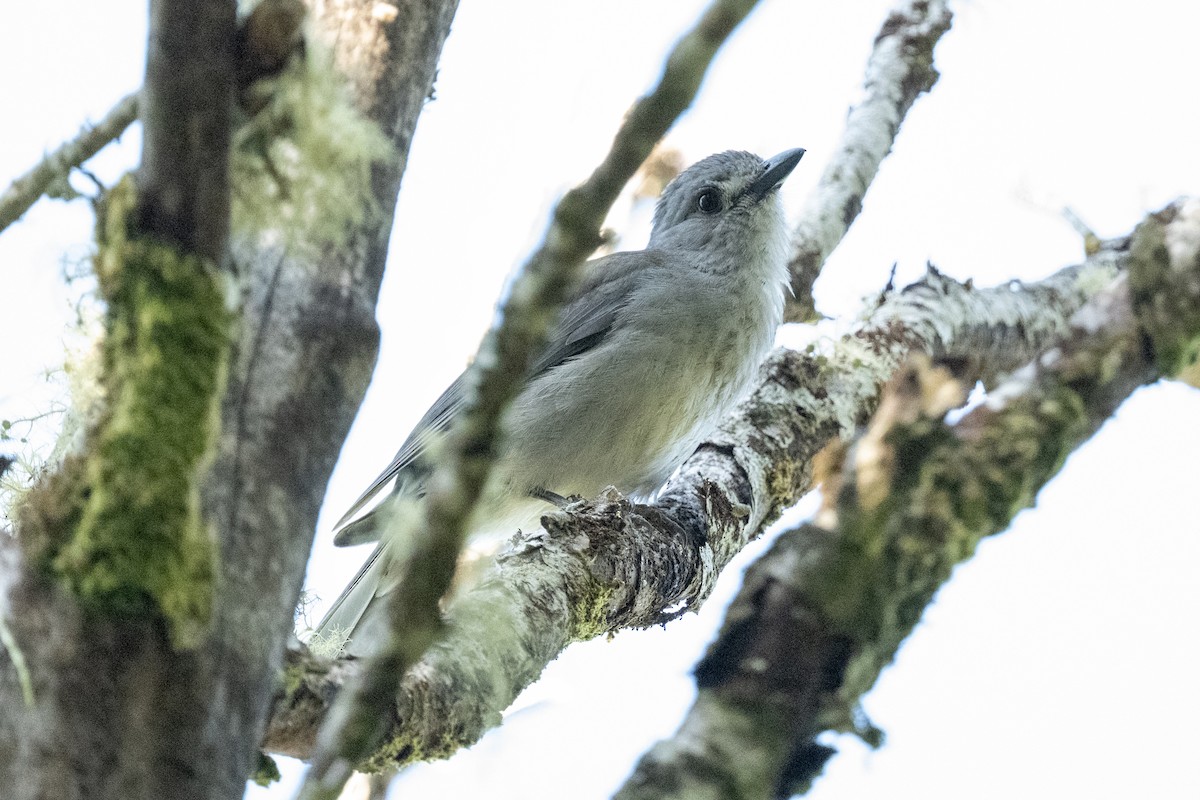 Gray Shrikethrush - ML614494896