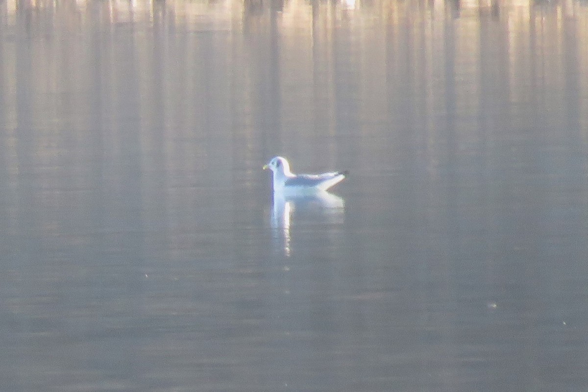 Black-legged Kittiwake - David Blevins