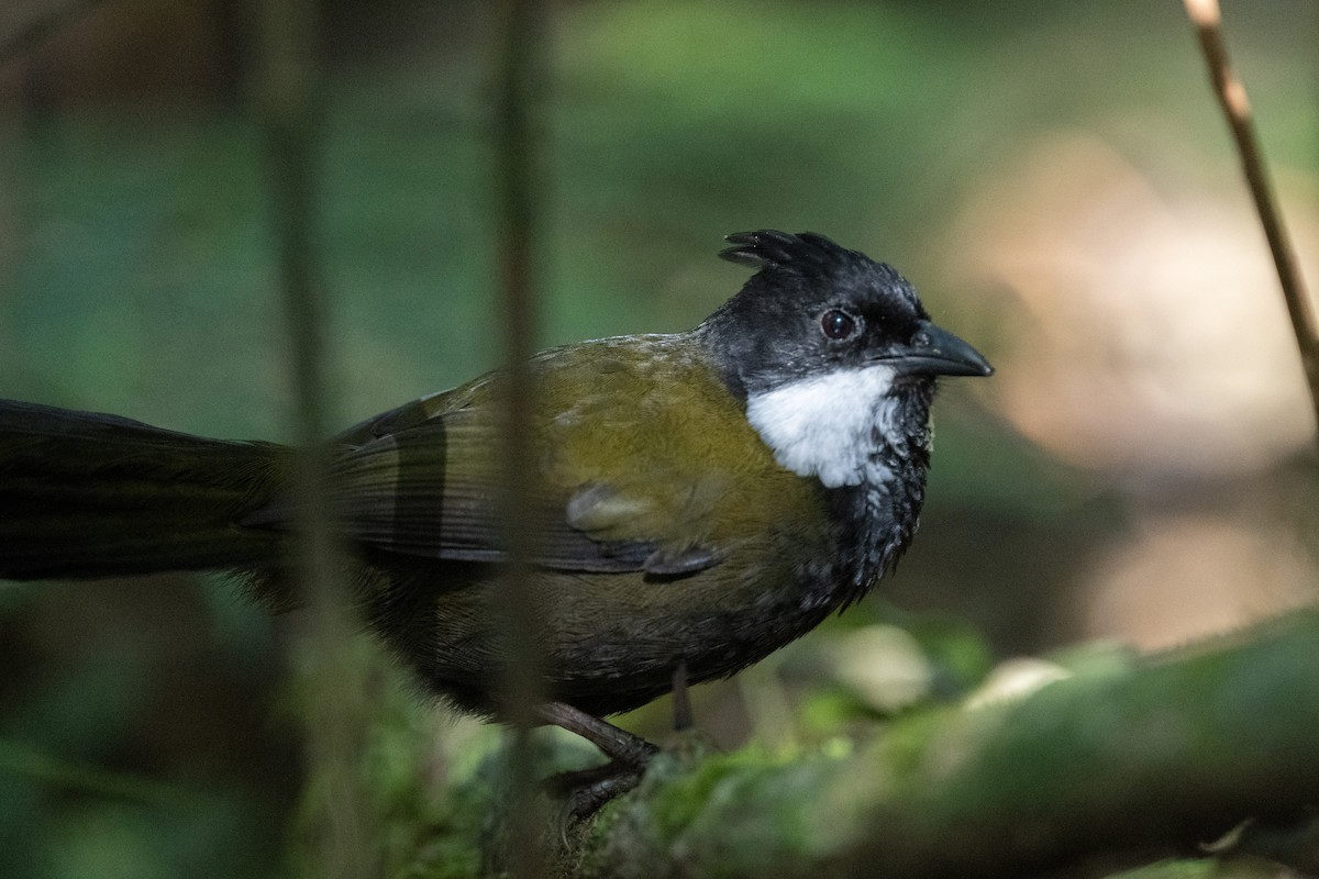 Eastern Whipbird - Ross Bartholomew