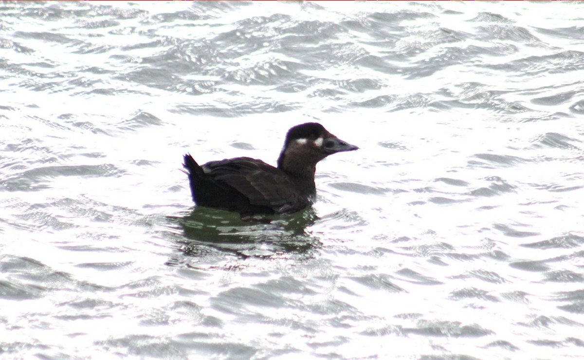 Surf Scoter - ML614495080