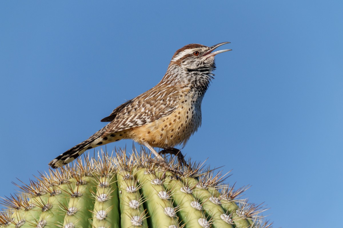 Cactus Wren - ML614495083