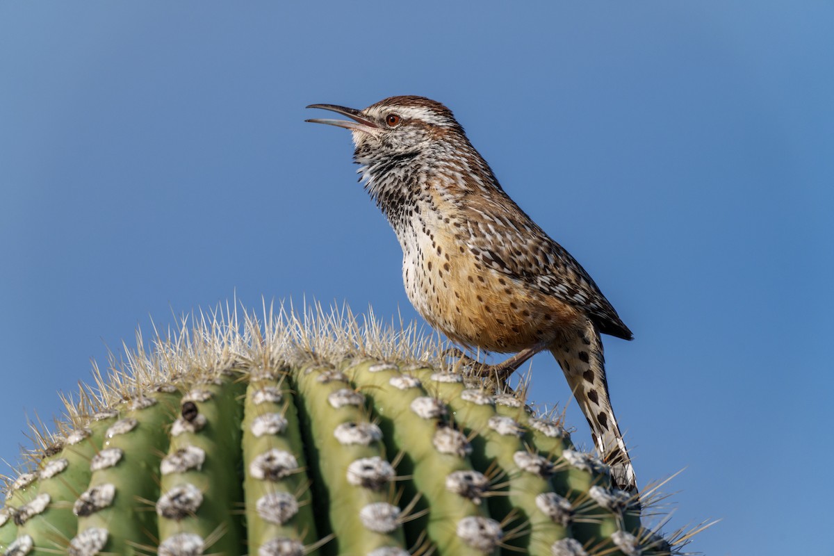 Cactus Wren - ML614495084