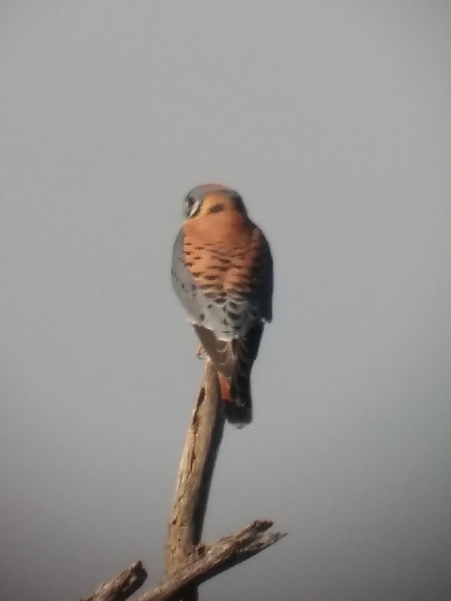 American Kestrel - ML614495085