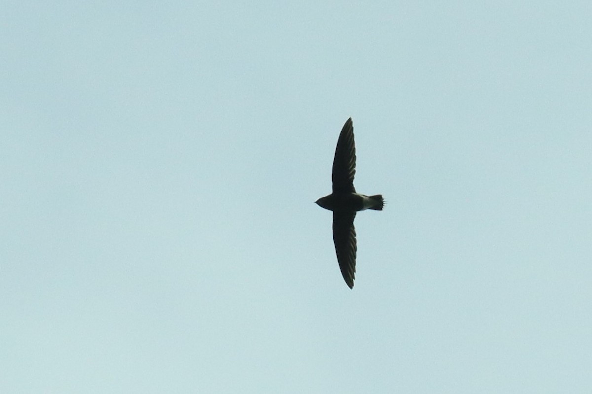 Brown-backed Needletail - ML614495152