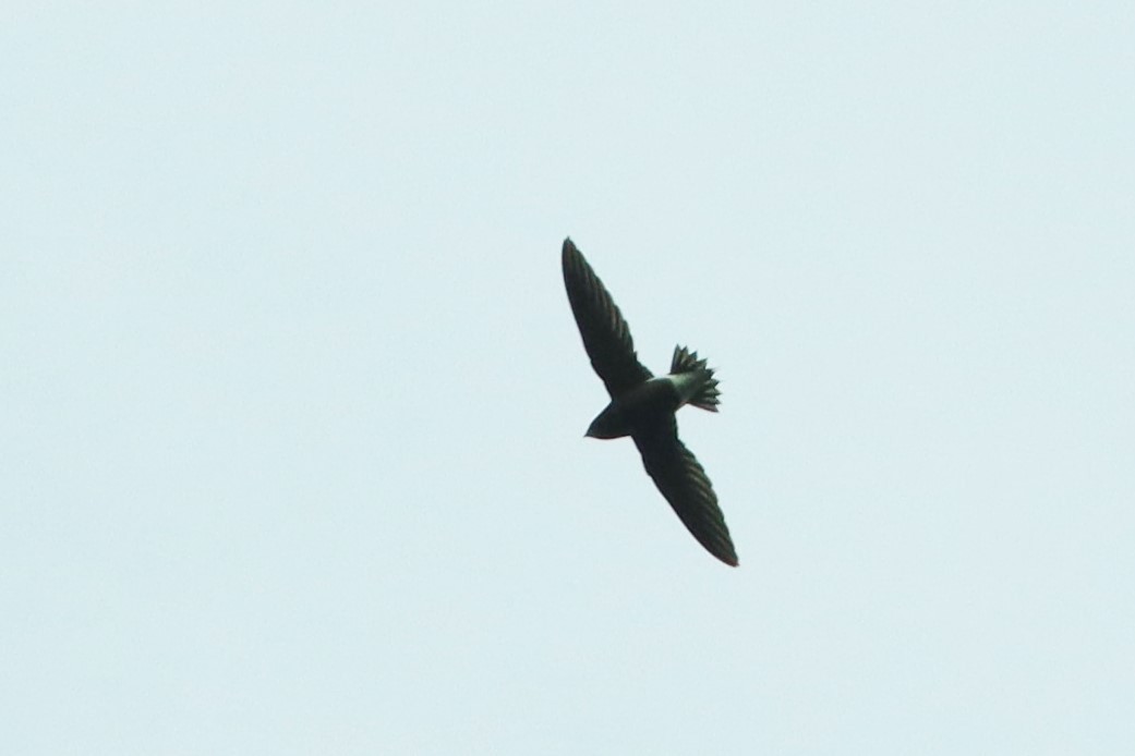 Brown-backed Needletail - ML614495153