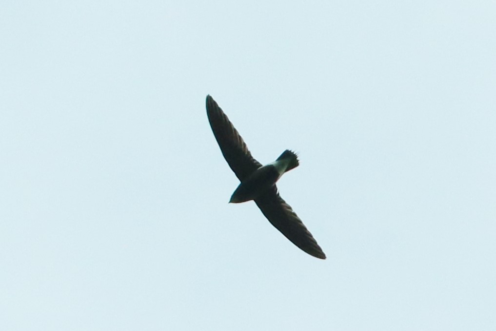 Brown-backed Needletail - ML614495155