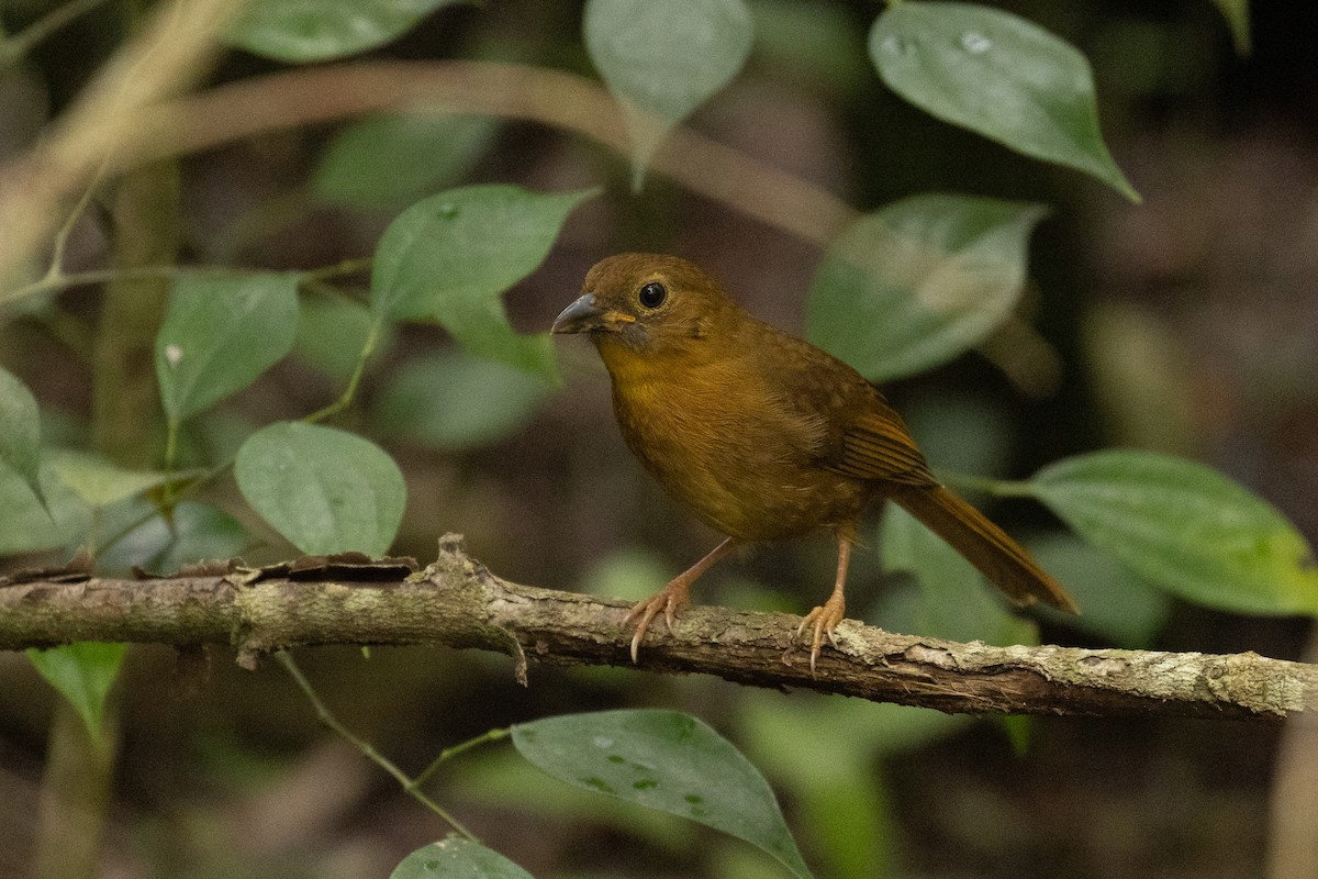 Red-crowned Ant-Tanager - Benjamin Griffith