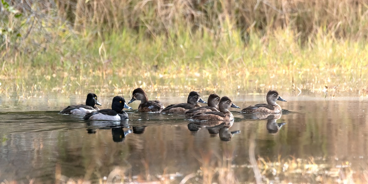 Ring-necked Duck - Nina Ehmer