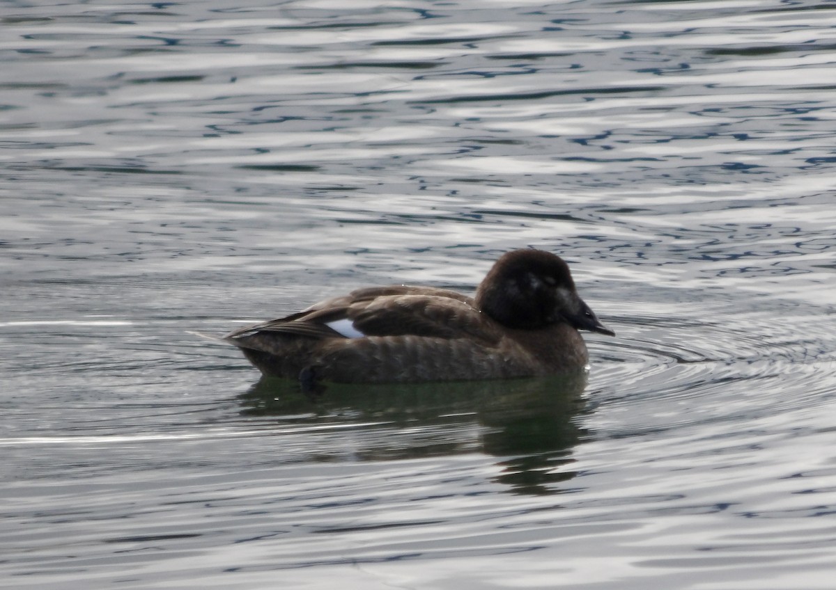 White-winged Scoter - ML614495241