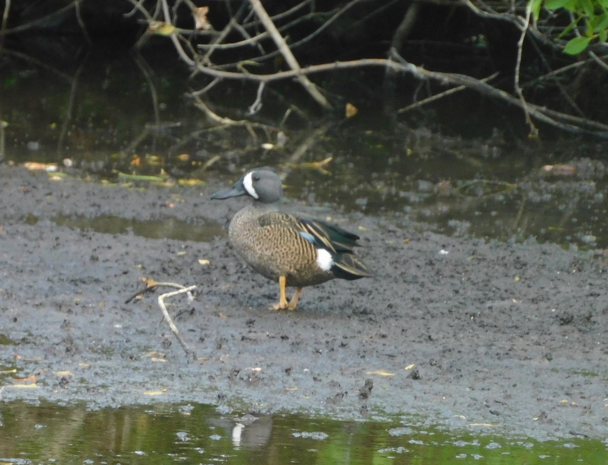 Sarcelle à ailes bleues - ML614495274