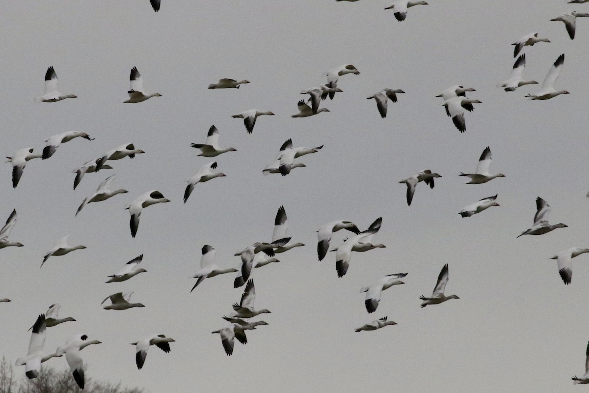 Snow Goose - ML614495350