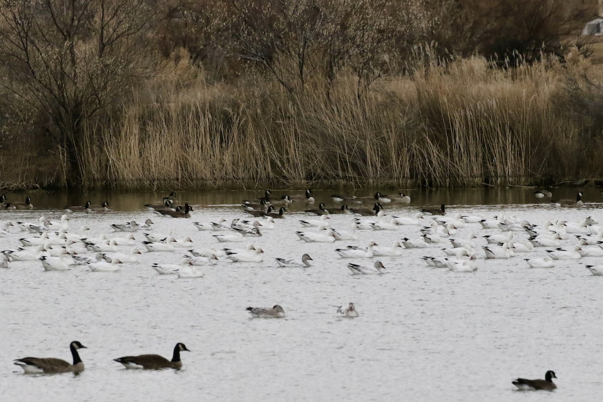 Snow Goose - ML614495351