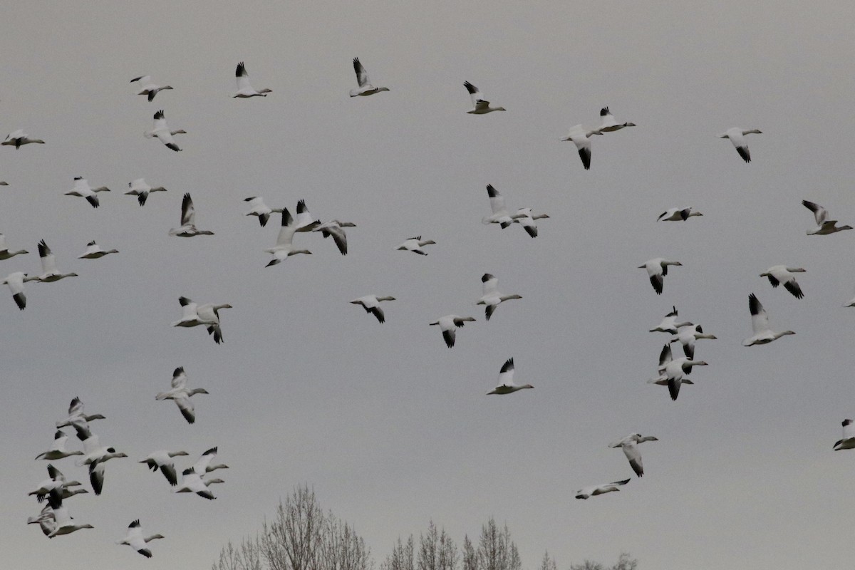 Snow Goose - ML614495352
