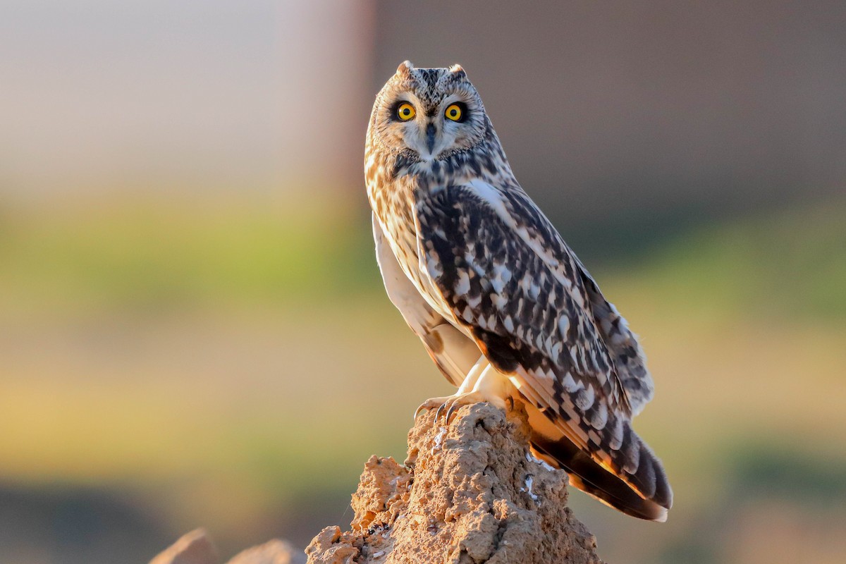 Short-eared Owl - César Diez González