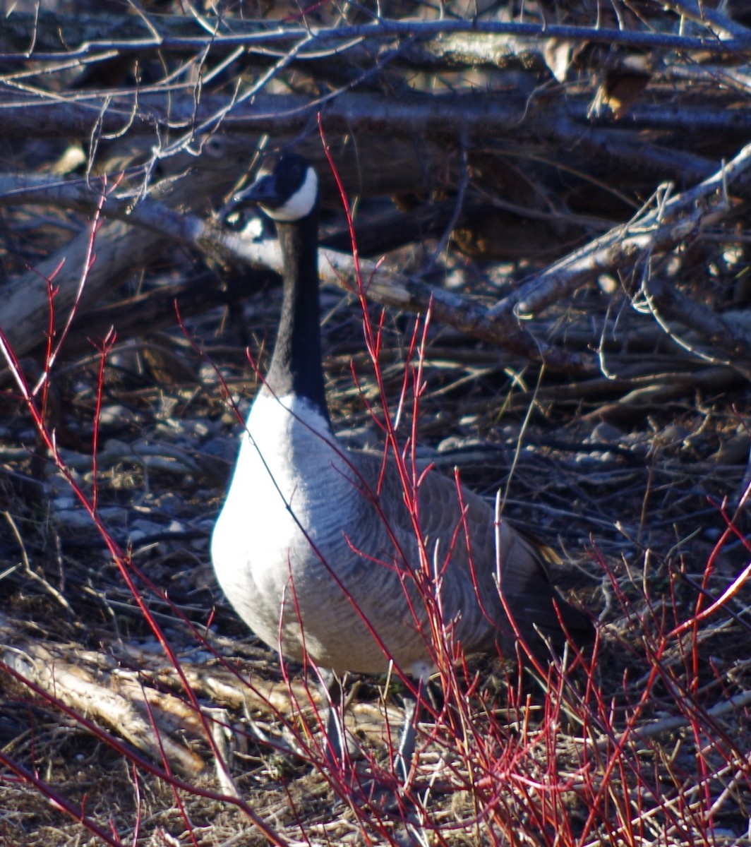 Canada Goose - ML614495426