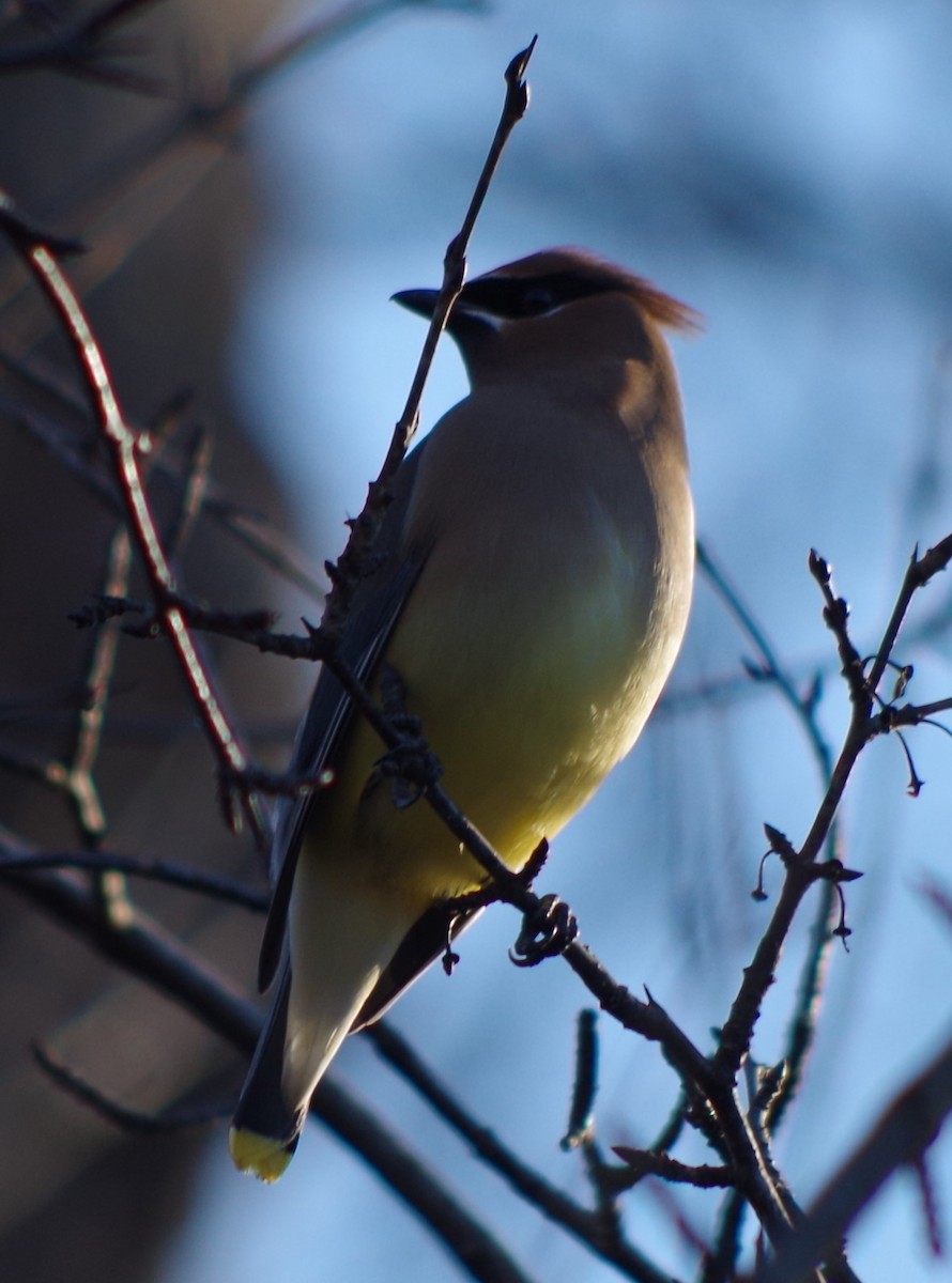 Cedar Waxwing - ML614495445