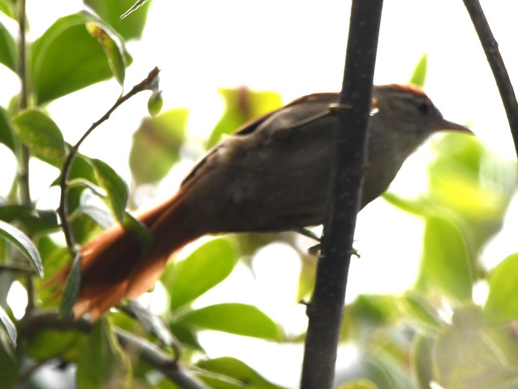 Line-cheeked Spinetail - ML614495483