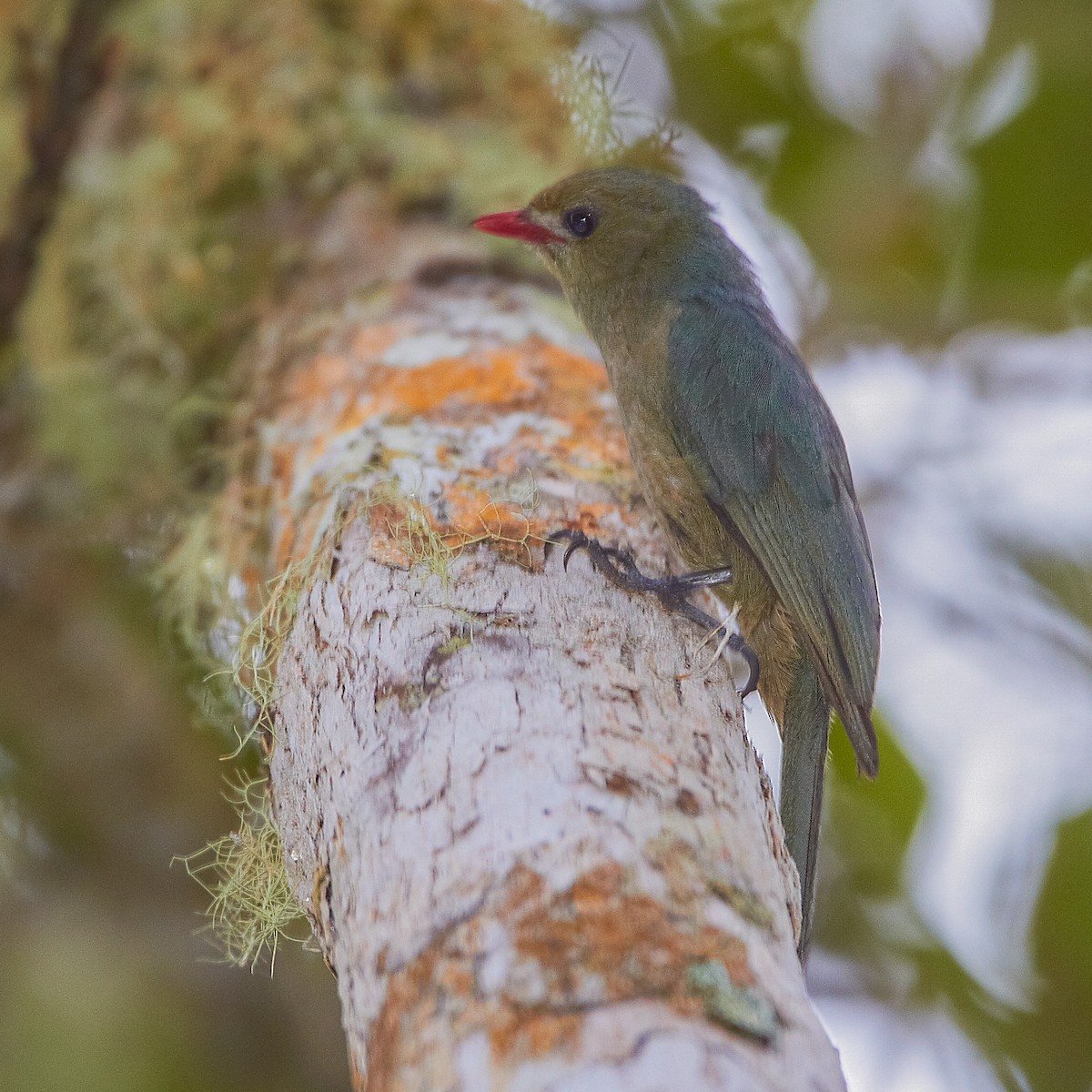 Nuthatch-Vanga - ML614495532