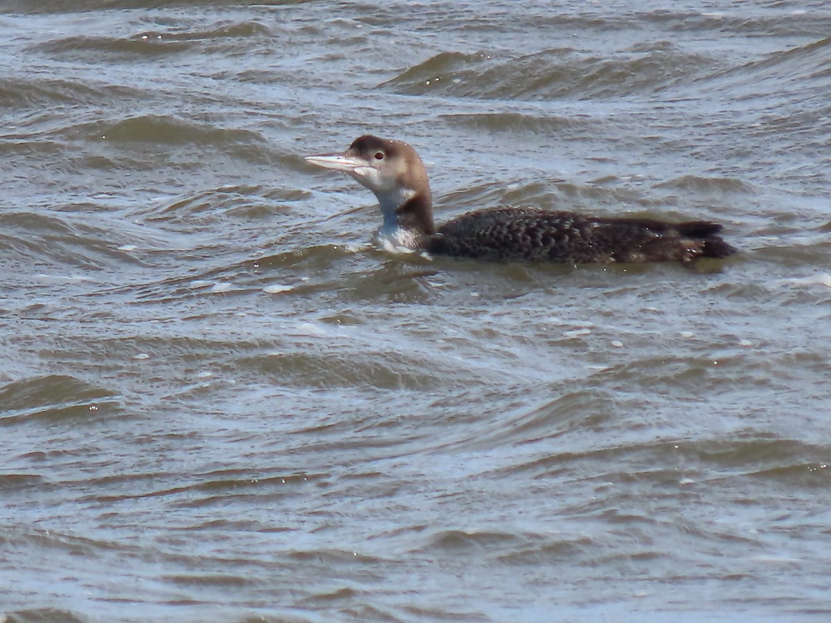 Common Loon - ML614495579