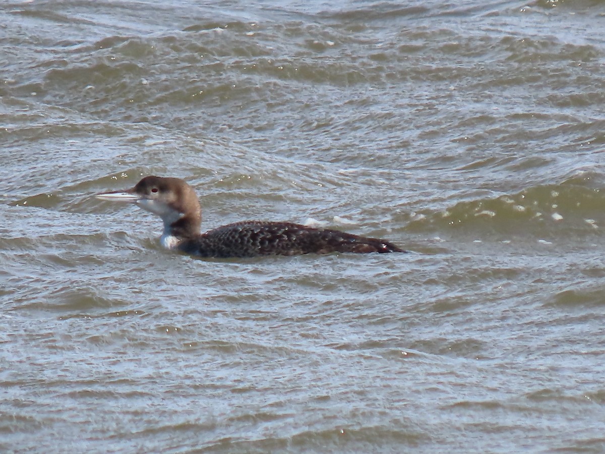Common Loon - ML614495580