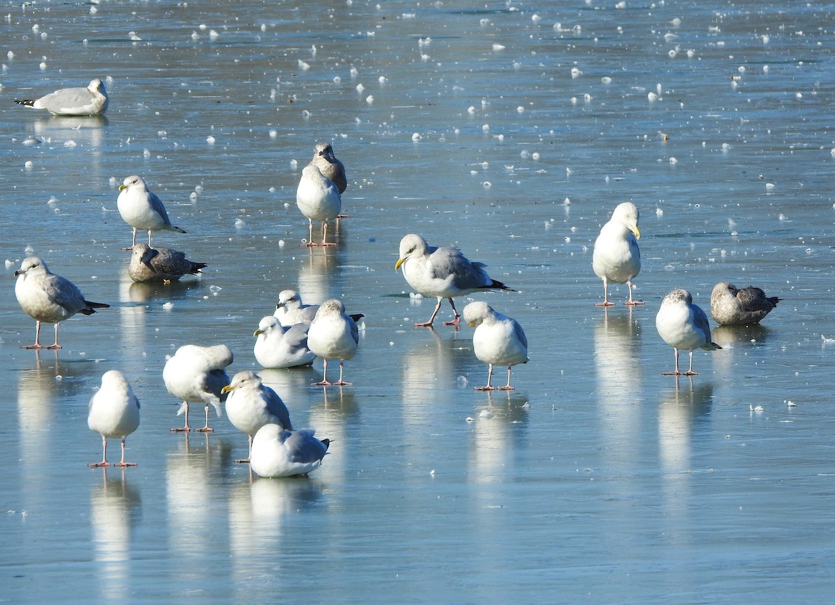 Herring Gull - ML614495679