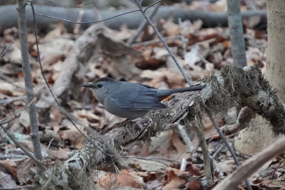 Gray Catbird - ML614495690