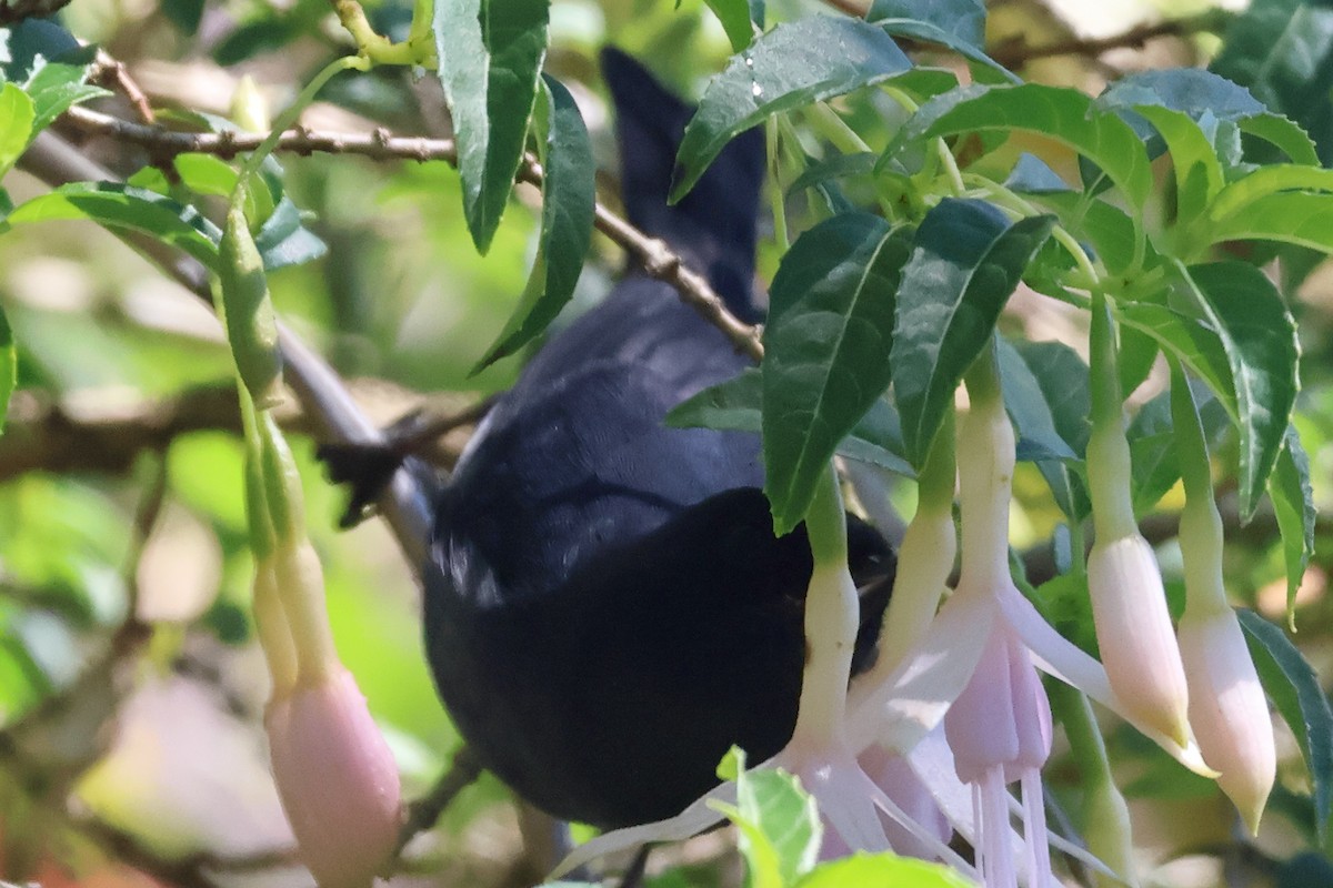 Slaty Flowerpiercer - Sam Darmstadt