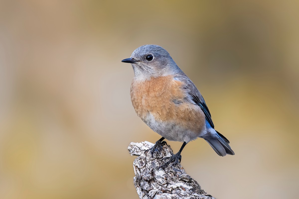 Western Bluebird - ML614495729