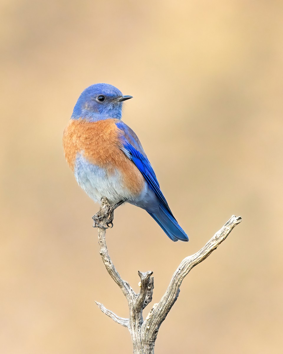 Western Bluebird - ML614495736