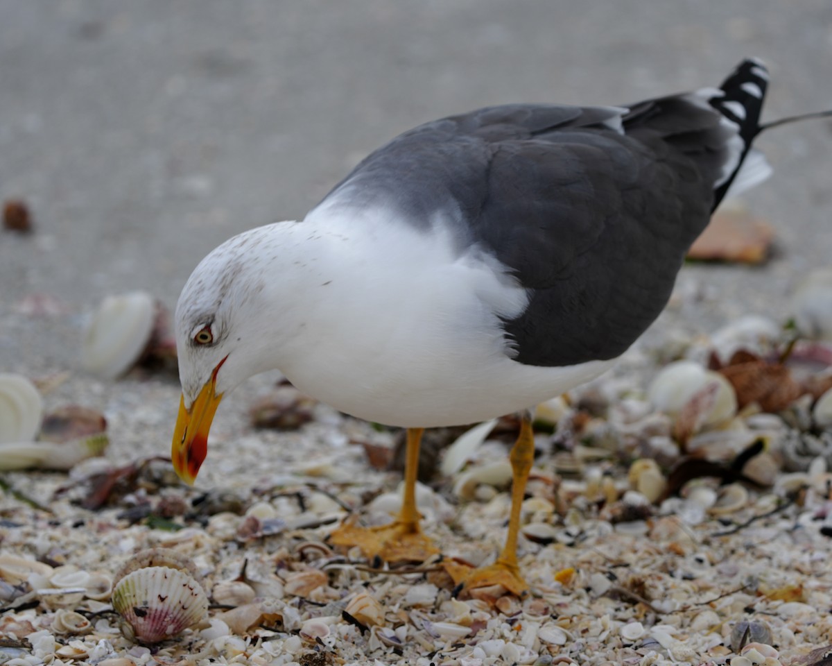 Бэсрэг цахлай - ML614495793