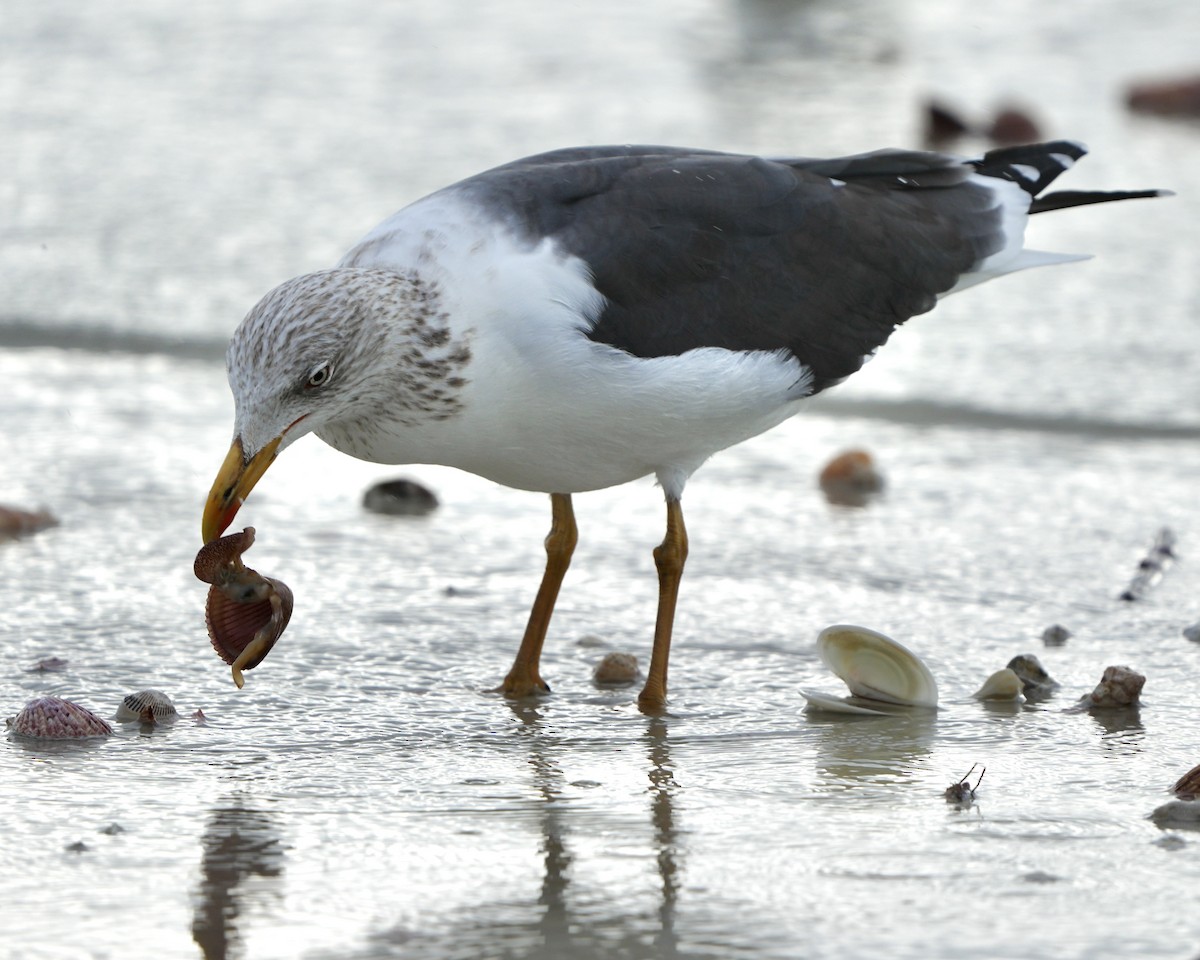 Бэсрэг цахлай - ML614495794