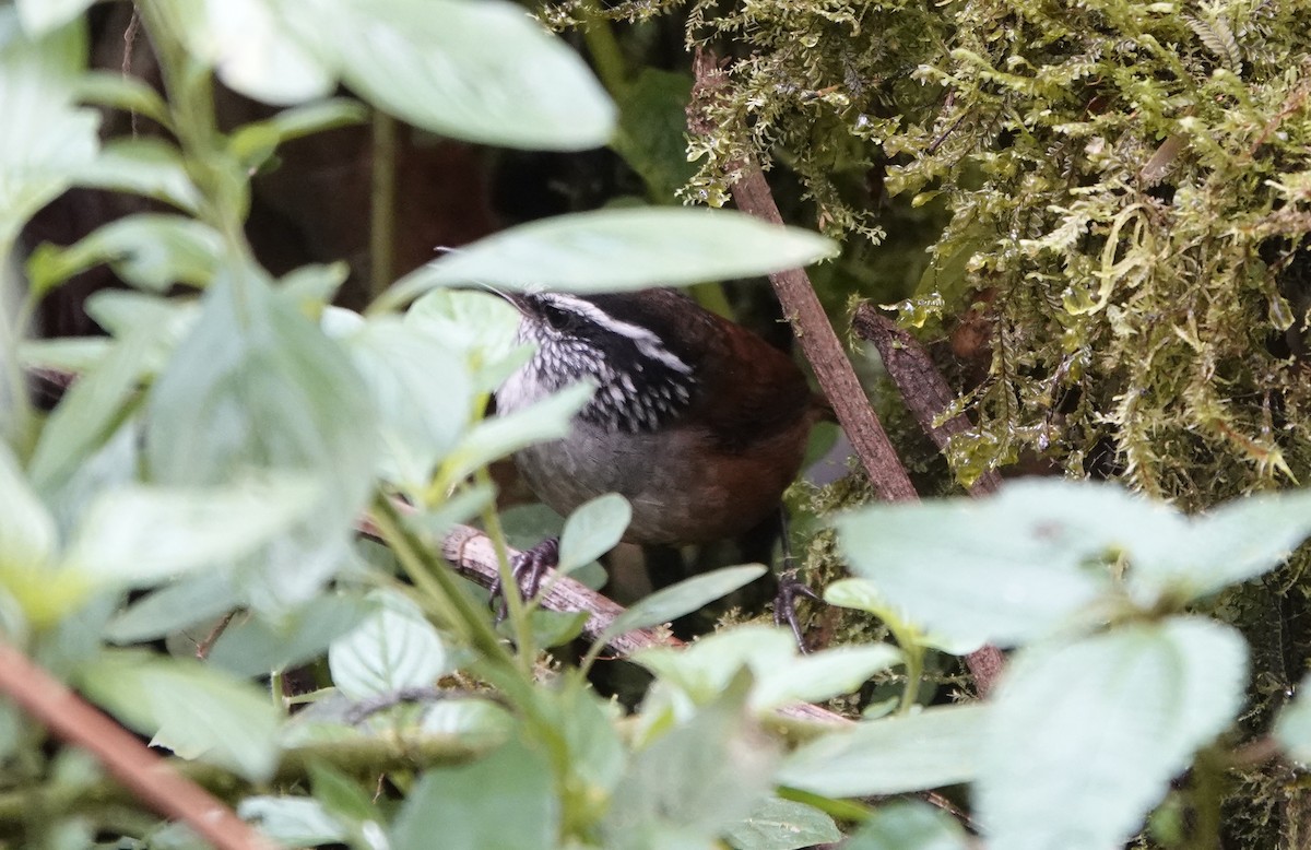 Gray-breasted Wood-Wren - ML614495892